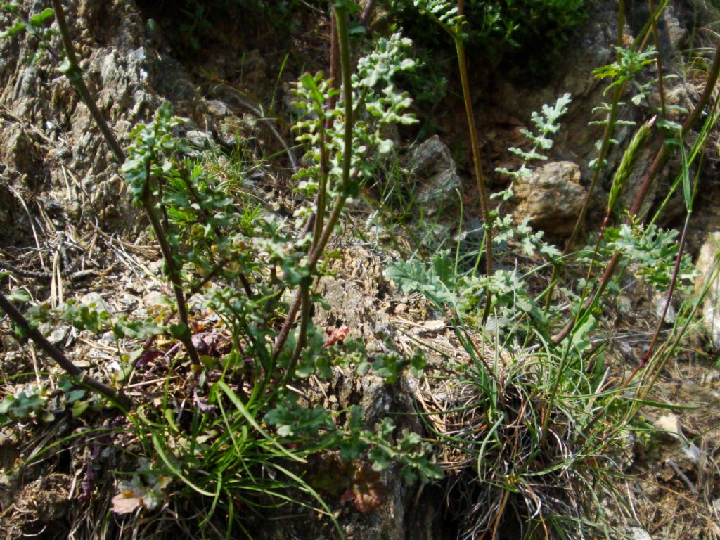 Erucastrum nasturtiifolium / Erucastro comune